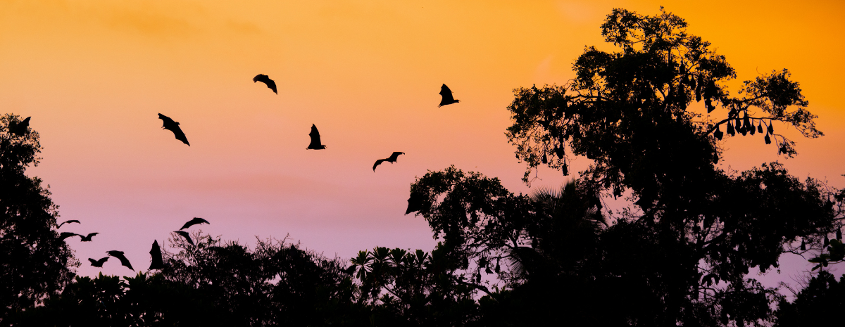Bats Across Bucks County