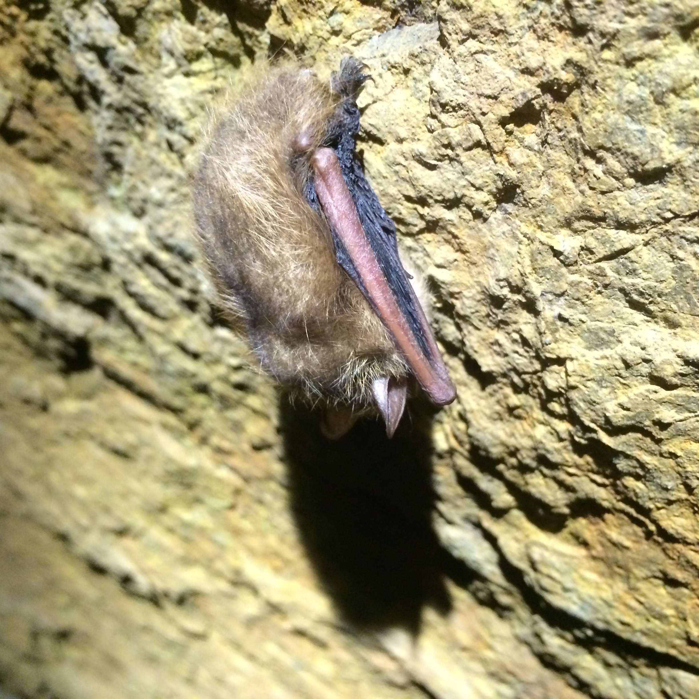 Bats Across Bucks County - logo